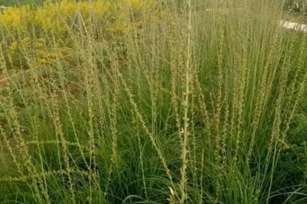 八月份左右可以种植什么中药材，可以选择白芍、牡丹、白芷等