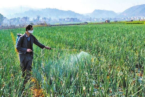 圆葱的施肥技术，磷肥对幼苗期的发育非常重要