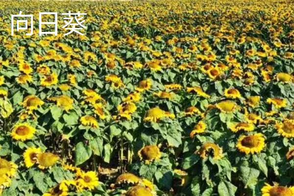 太阳花简介，又被叫做半枝莲、金丝杜鹃等