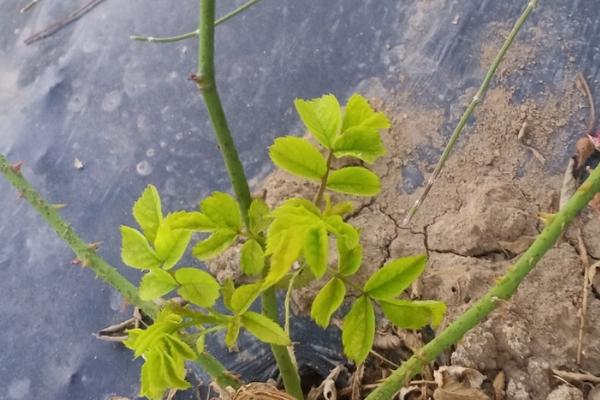 玫瑰花叶子发黄的原因，可能是光照不适或浇水不当等