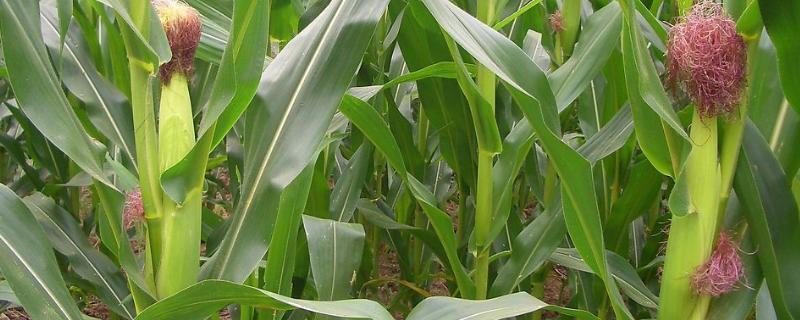天塔107玉米品种的特性，播种深度一般掌握在5厘米左右