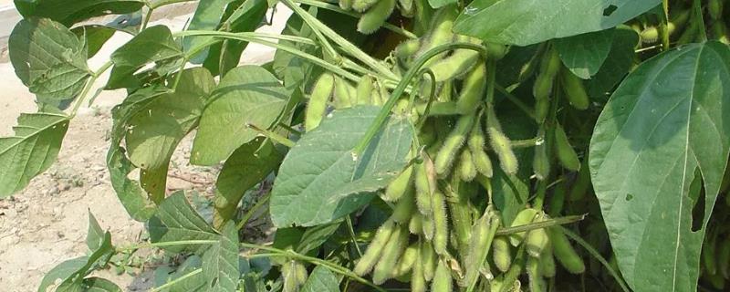皖宿1208大豆品种简介，亩种植密度