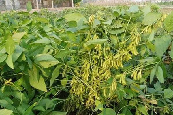 皖宿1208大豆品种简介，亩种植密度
