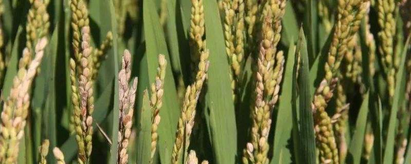 晶两优2533水稻种子介绍，籼型两系杂交水稻品种