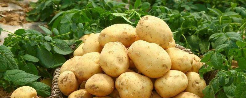 大棚土豆怎么种植，对带有芽点的种薯消毒、再播入土壤中