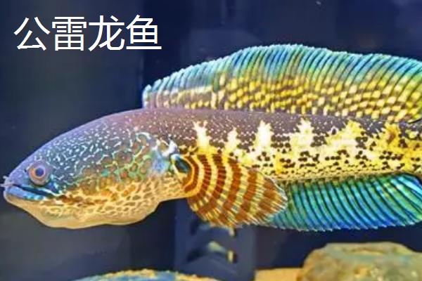 幻彩红宝石雷龙鱼简介，体型长度可以达到30厘米左右