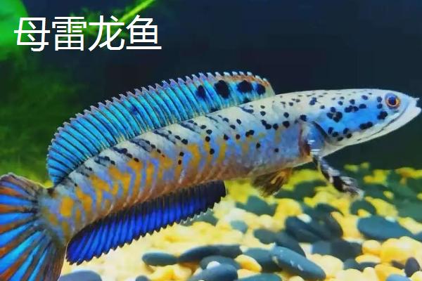 幻彩红宝石雷龙鱼简介，体型长度可以达到30厘米左右