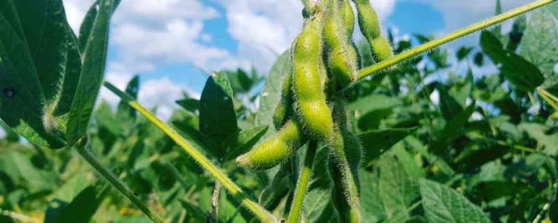 红研7号大豆品种简介，在适应区5月中上旬播种