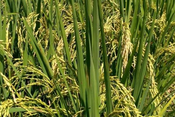 新粘2号水稻种简介，糯稻品种