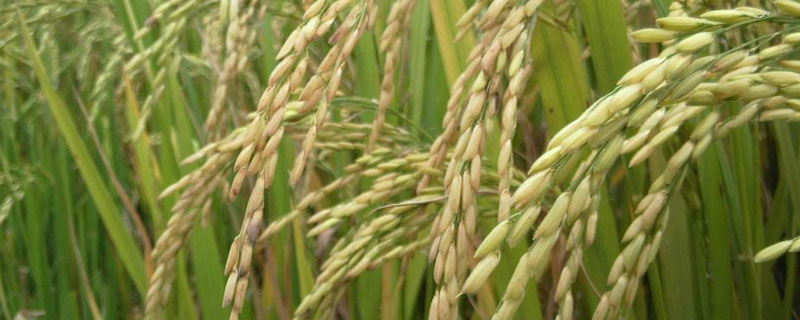 牡育稻42水稻种简介，该品种主茎12片叶