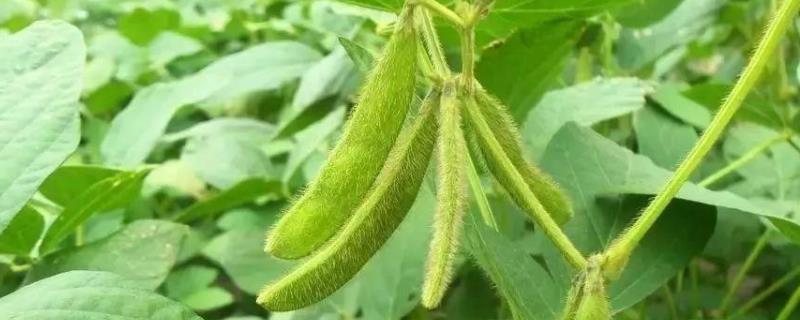 南农413大豆种子简介，花荚期注意防治大豆食心虫
