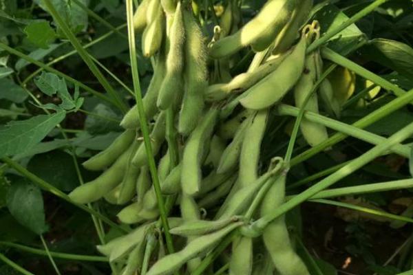 苏奎3号大豆品种的特性，春播鲜食大豆品种
