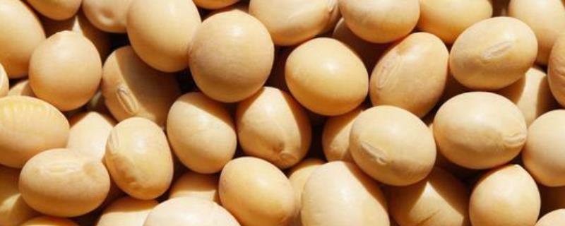 苏奎3号大豆品种的特性，春播鲜食大豆品种