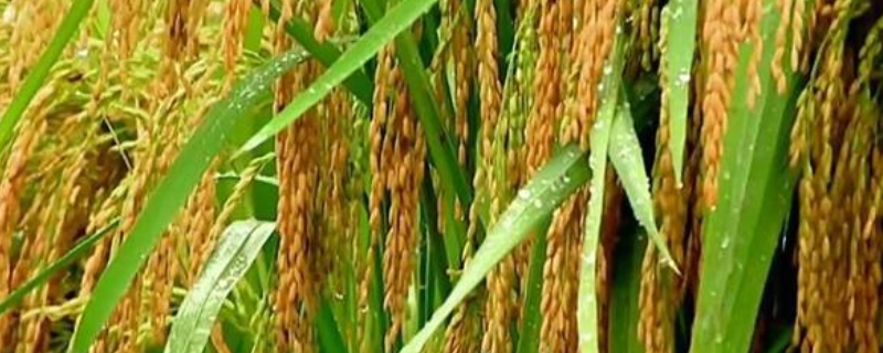 南粳58水稻种子特点，机插5月中下旬播种