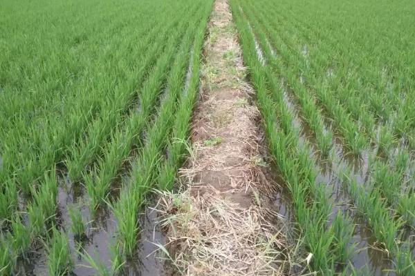 南粳58水稻种子特点，机插5月中下旬播种