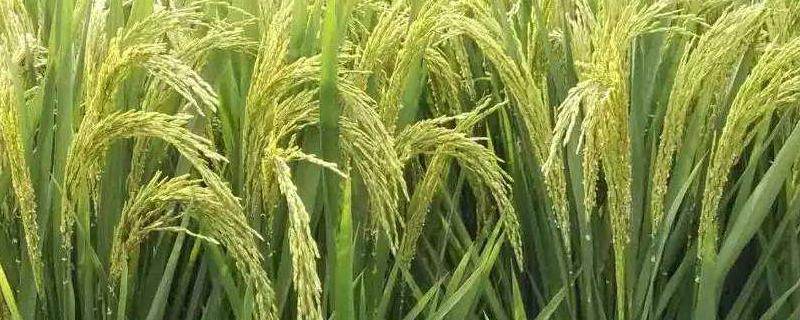 C两优998水稻品种的特性，播种量10-12千克