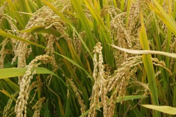 春优584水稻种子特点，全生育期为143.4天
