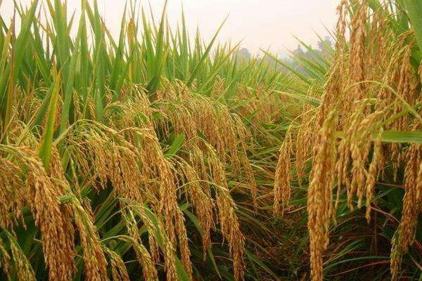 春优584水稻种子特点，全生育期为143.4天