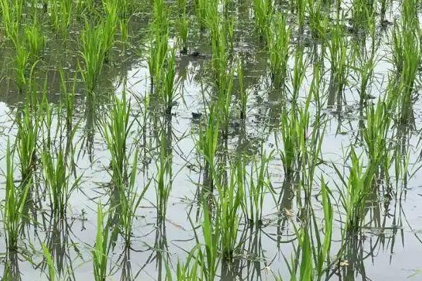 遂S水稻种子介绍，在福建沙县5月30日播种