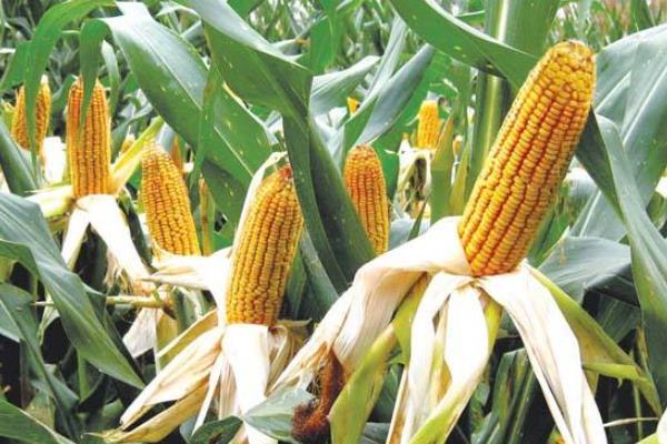桓丰601玉米种子特征特性，夏播生育期102天