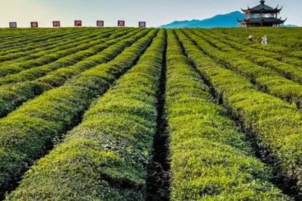 茶园茶胴枯病的原因，分生孢子器或菌丝体浸入病部导致