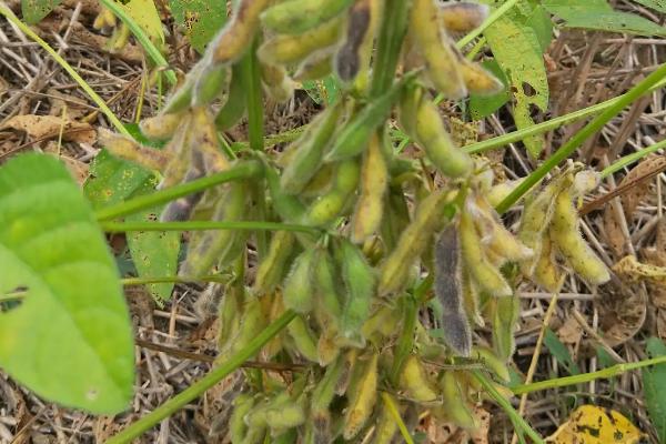 莆豆12大豆种子特征特性，气温稳定通过12℃后抢晴播种