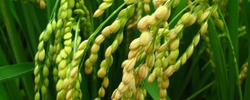 宜香优66水稻种简介，每亩2～8万穴