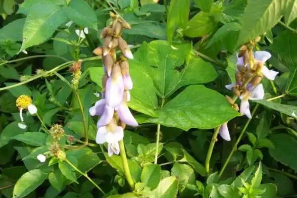 毛豆几天能发芽出土，种植后一般在10天左右就会发芽出土