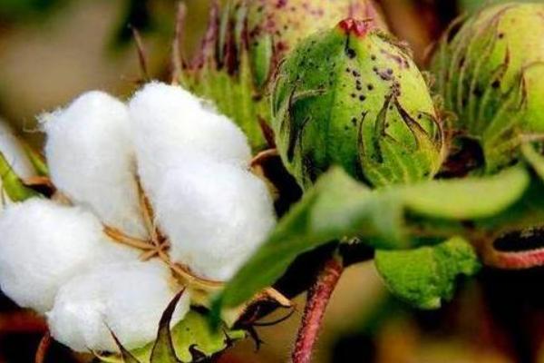 Y21棉花品种的特性，达到Ⅱ型棉花品种标准