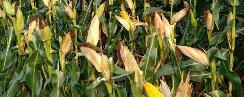 富育1505玉米种子特征特性，中等肥力以上地块栽培