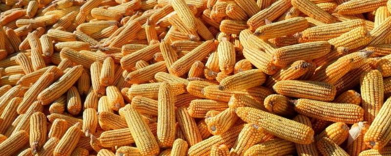 奥邦A8玉米品种的特性，每亩种肥施用复合肥50千克
