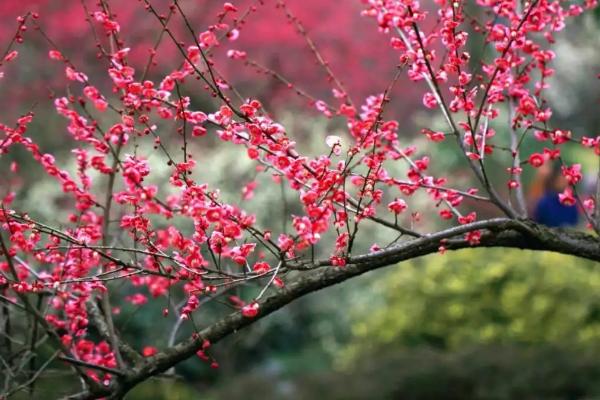 梅花的施肥方法，首先确保基肥的充足