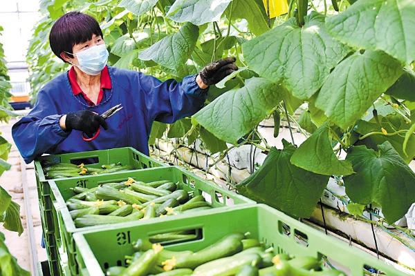 黄瓜如何正确浇水，不同生长阶段的浇水方法不同