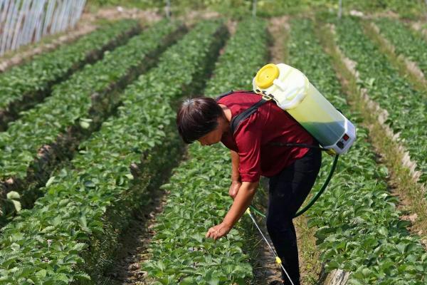 蔬菜蚜虫防治的土方法，可将烟叶与水混合喷洒