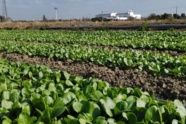 八月份适合种什么蔬菜，常见的有洋葱、白菜、菠菜等