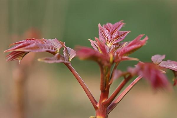 乌木是由哪些树形成的，有香樟树、铁力木、楠木等