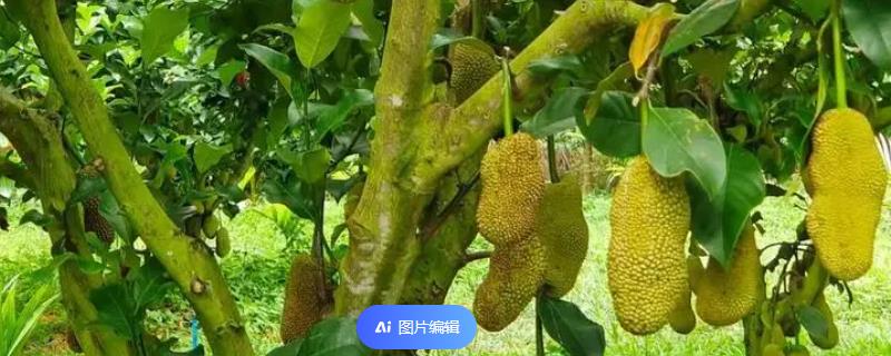 榴莲蜜是什么季节的水果，成熟时间为7-9月份