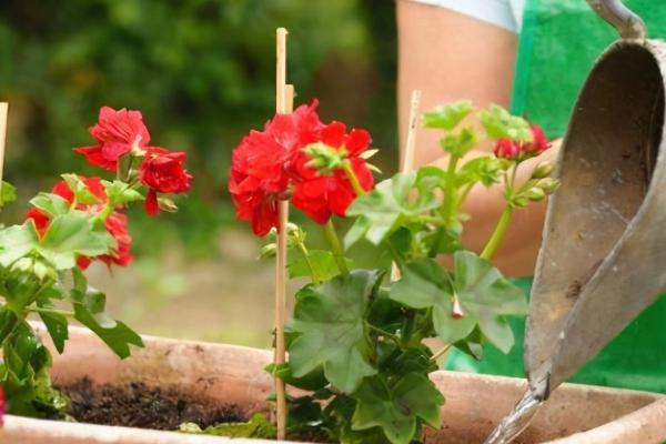 花盆里如何栽花，首先要准备适宜的土壤