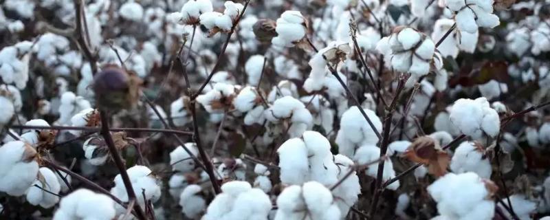 辽棉36棉花种子特点，及时防治棉铃虫