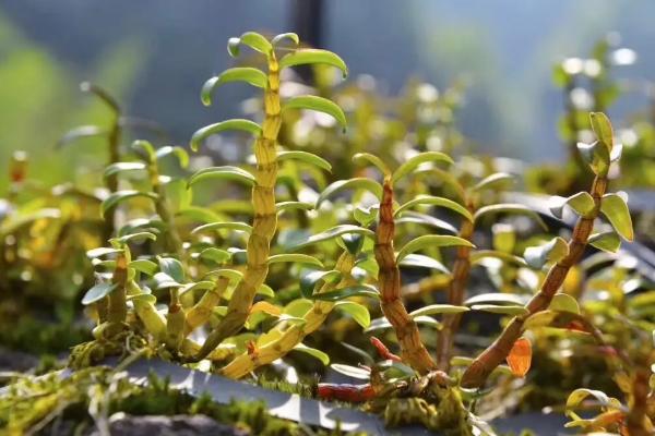 铁皮石斛有哪些种植要求，生长适宜的温度为12-35℃