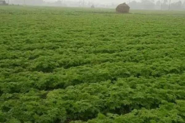 川芎的种植效益，主要取决于实际产量