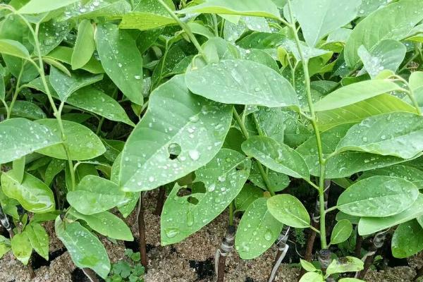 番荔枝树苗的培育技术，适合生长在温暖湿润气候