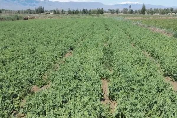 豌豆的种植方法，选择轮作4-5年的地块为佳