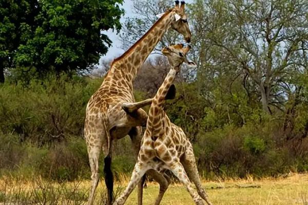哺乳动物中最高的是什么，非长颈鹿莫属