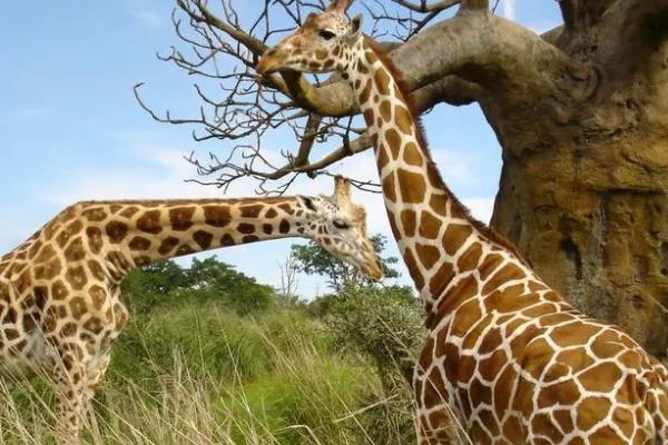 哺乳动物中最高的是什么，非长颈鹿莫属