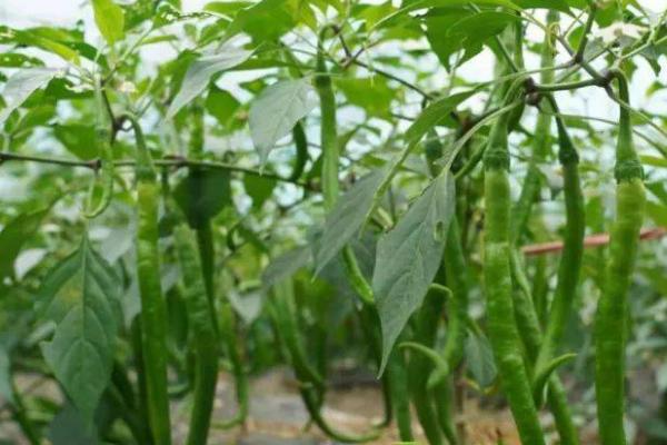 辣椒用什么土种，选择微酸性或中性土种为佳