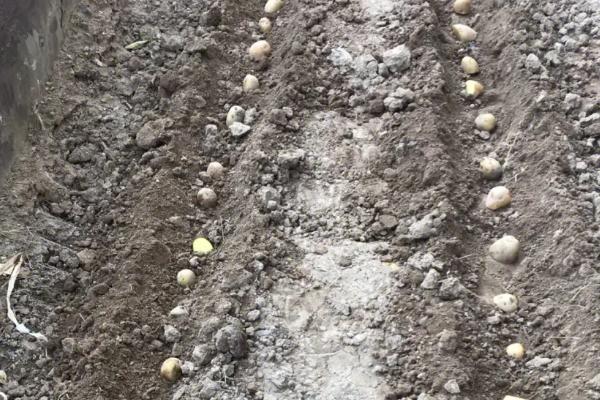 七月份能种土豆吗，气温高不宜种植土豆