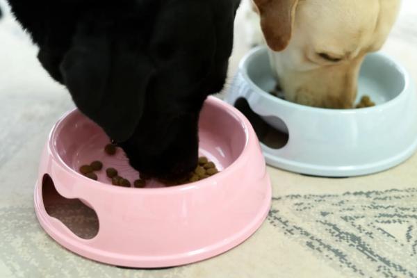 给狗狗买食碗的注意事项，可以选择不锈钢食盆