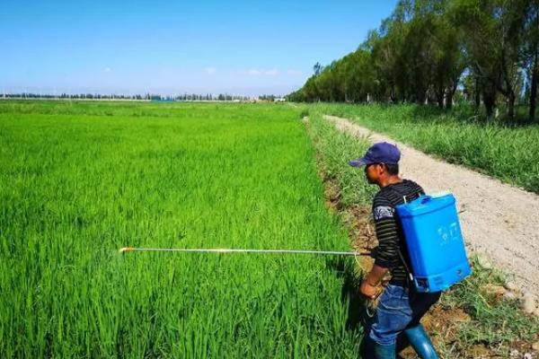 阿维菌素的防治对象，可灭杀水稻螟虫、蚜虫、小菜蛾等害虫