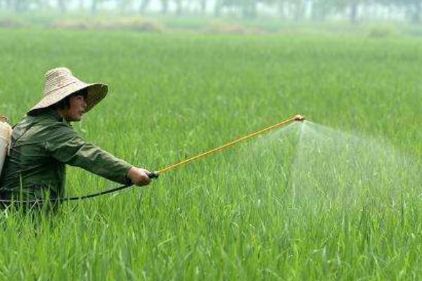 阿维菌素的防治对象，可灭杀水稻螟虫、蚜虫、小菜蛾等害虫